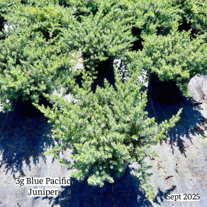 September 2025 3g Blue Pacific Juniper Group Website